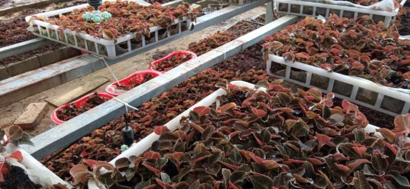 琳鹏现代农业欢迎您！(图1)