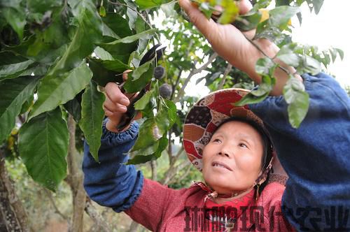 推进闽台农业合作 打造现代精品农业(组图)(图3)